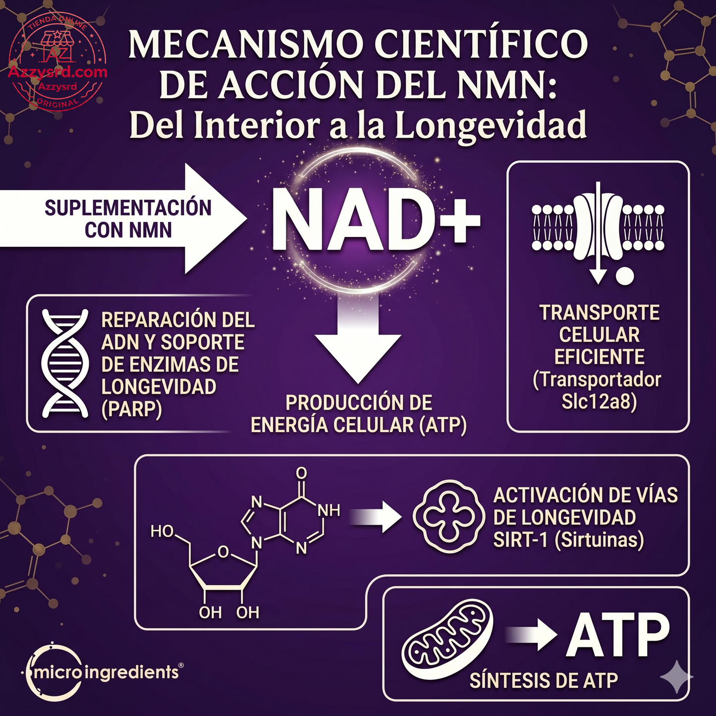 🧬Complejo NMN 10 en 1 de 1000 mg (60 Cápsulas) | Con Mononucleótido de Nicotinamida, Resveratrol, CoQ10, Quercetina y Glutatión | Potente Precursor para Energía Celular y Antienvejecimiento🌿