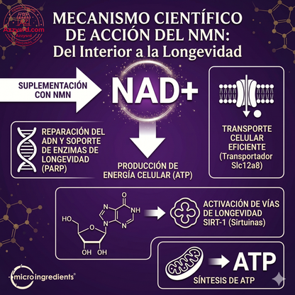 🧬Complejo NMN 10 en 1 de 1000 mg (60 Cápsulas) | Con Mononucleótido de Nicotinamida, Resveratrol, CoQ10, Quercetina y Glutatión | Potente Precursor para Energía Celular y Antienvejecimiento🌿